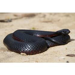 <em>Pseudechis porphyriacus</em>, Red-bellied Black Snake. Grampians National Park, Victoria.