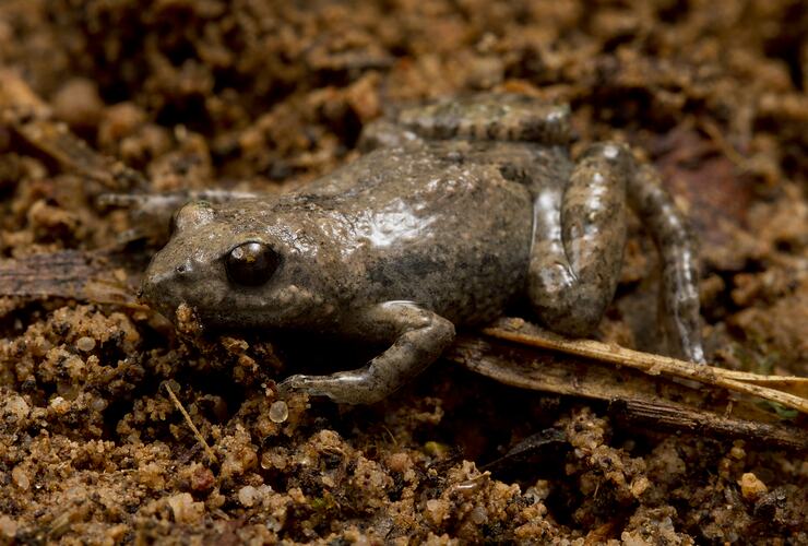 Brown and grey frog on soil.