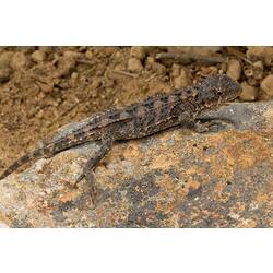 Grey, spiky lizard with variable patterning on rock.