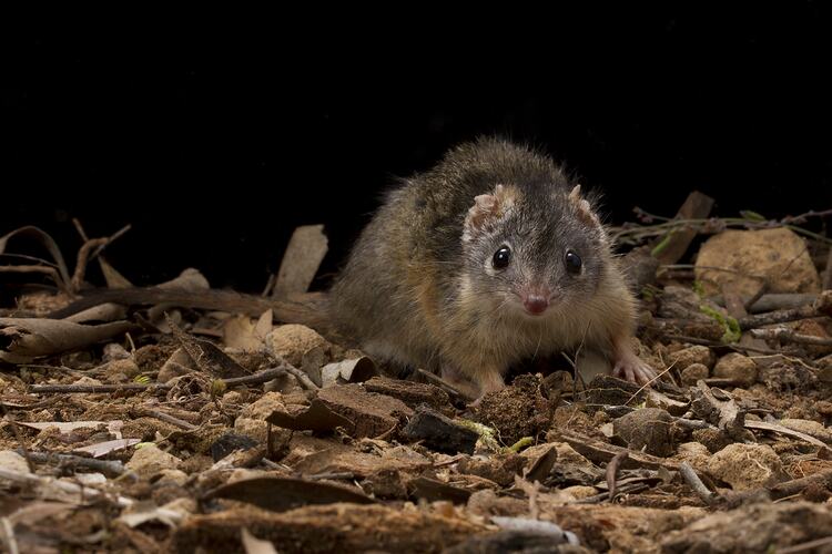 Antechinus mouse on dirt.