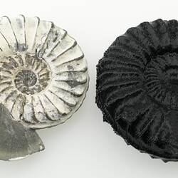 3D printed ammonite next to the specimen it was modelled from.