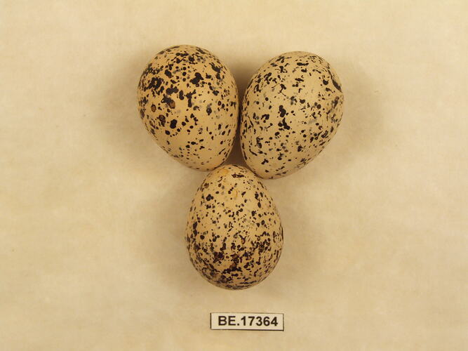 Three bird eggs with specimen label.