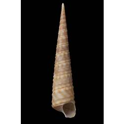 Apertural view of high-spired snail shell.