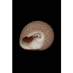 <em>Clanculus undatus</em>, top snail, shell.  Registration no. F 180039.