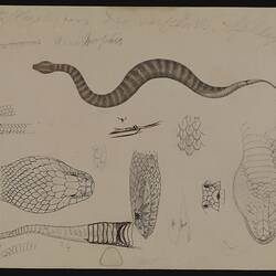 Acanthophis antarcticus