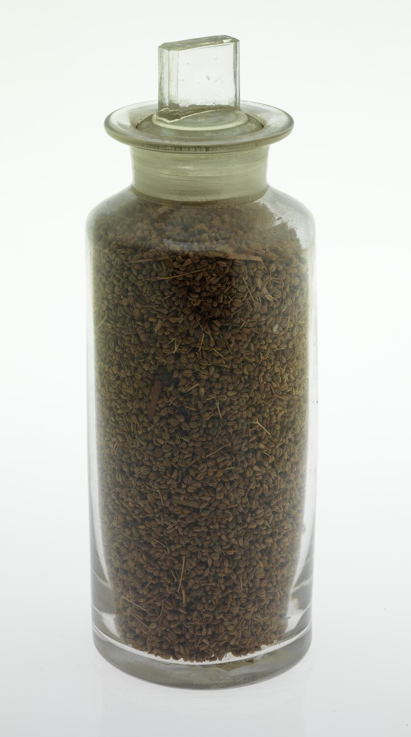 Fruit Sample Carum ajowan (Umbelliferae), India, 1880s