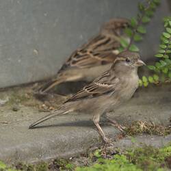 <em>Passer domesticus</em>, House Sparrow, female (front) and male (rear). Carlton Gardens, Melbourne, Victoria.