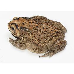 Pale brown, black-spotted toad.