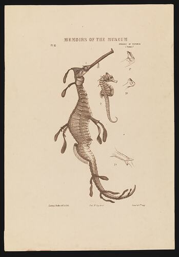 Colour print of an illustration of a weedy seadragon and a comon seahorse.