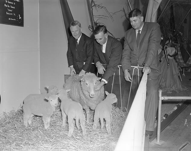 Australian Wool Board, Three Men with Sheep, Royal Melbourne Showgrounds, Flemington, Victoria, 16 Sep 1959