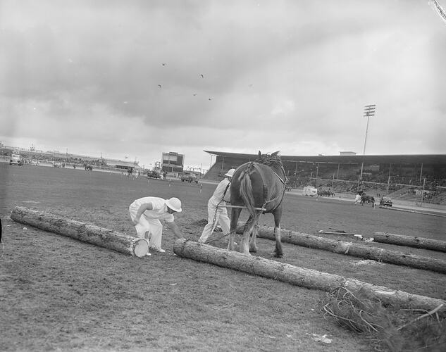 Tree Felling Demonstration, Men Attaching a Horse to a Log, Royal Melbourne Show, Flemington, Victoria, 19 Sep 1959