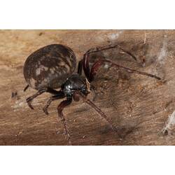 Round-bodied spider on bark.