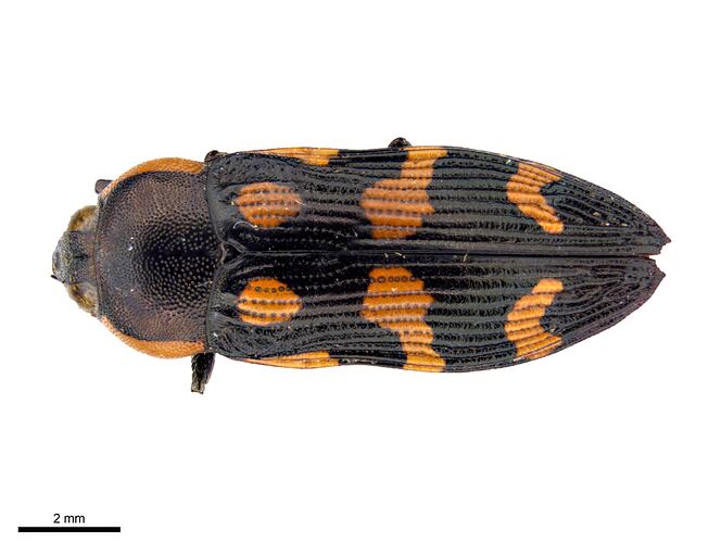 Dorsal view of orange and black beetle specimen.