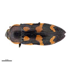 Dorsal view of orange and black beetle specimen.