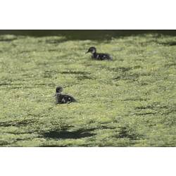 Two duck chicks swimming in weedy water.