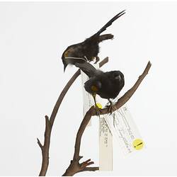 Two mounted birds on branch with labels.