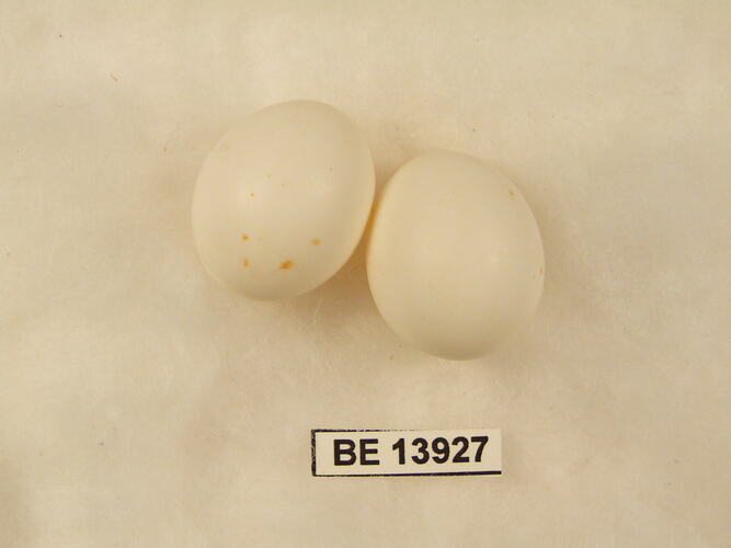 Bird egg with specimen label.