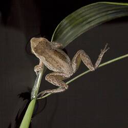 Dorsal view of frog on plant.
