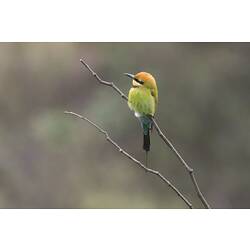 Rainbow Bee-eater on branch, rear view.