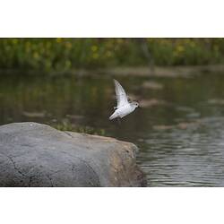 White-chested bird taking off from rock.