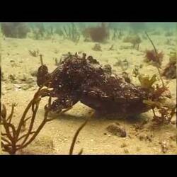 Silent footage of the Giant Cuttlefish, <em>Sepia apama</em>.