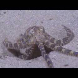 Silent footage of the Southern Blue-ringed Octopus, <em>Hapalochlaena maculosa</em>.