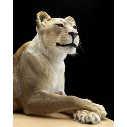 Our Wondrous Planet, Our Wild Family: Taxidermy Mount - Gopha, Lioness, <em>Panthera leo</em>