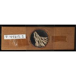 Bryozoan specimen on wooden microslide, underside view.