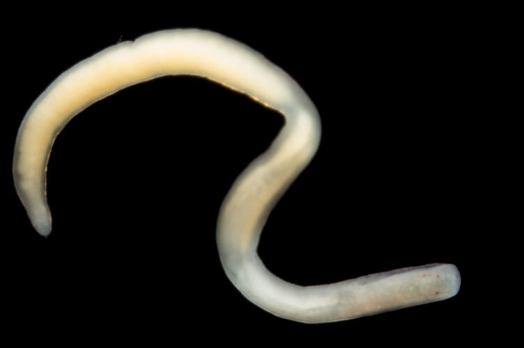 White-cream worm against black background.