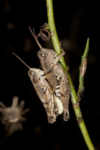 Family Acrididae, grasshopper. Budj Bim Cultural Heritage Landscape, Victoria.