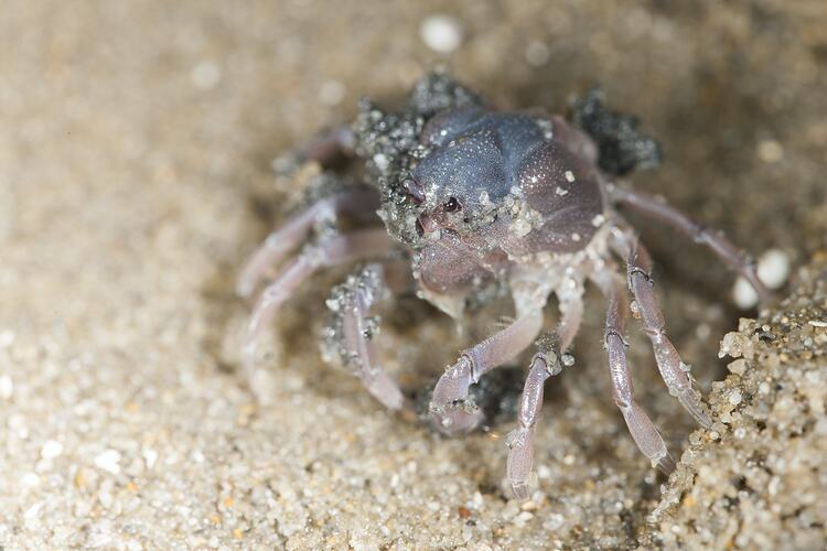 Pink and purple crab on sand.