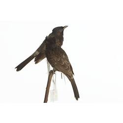 <em>Pycnonotus cafer</em>, Red-vented Bulbul, mounts.  Registration nos. 25868 (front) & 25869 (rear).