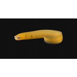 Yellow eel.