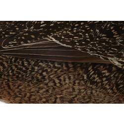 Details of mottled brown feathers.