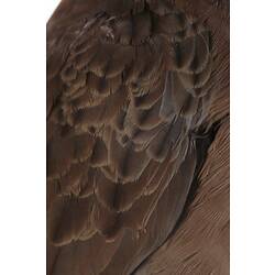 Detail of wing feathers of mounted dove specimen.