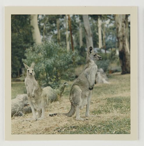Slide 95, Kangaroos, 'Extra Prints of Coburg Lecture' album, circa 1960s