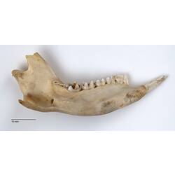 Side view of bettong lower jaw.