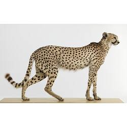 Right side view of mounted cheetah specimen.