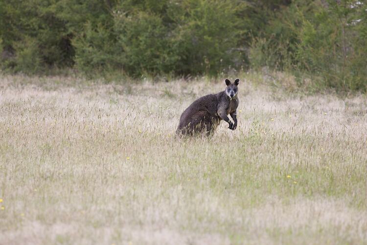 Wallaby standing in grassland.