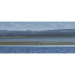 <em>Microcarbo melanoleucos</em> (Vieillot, 1817)