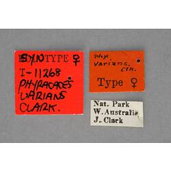 Entomology type specimen labels.