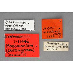 Entomology type specimen labels.