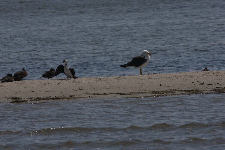 <em>Larus pacificus</em>, Pacific Gull and <em>Microcarbo melanoleucos</em>, Little Pied Cormorant. Gippsland Lakes, Victoria.