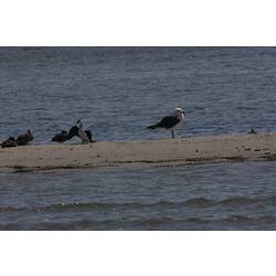 <em>Larus pacificus</em>