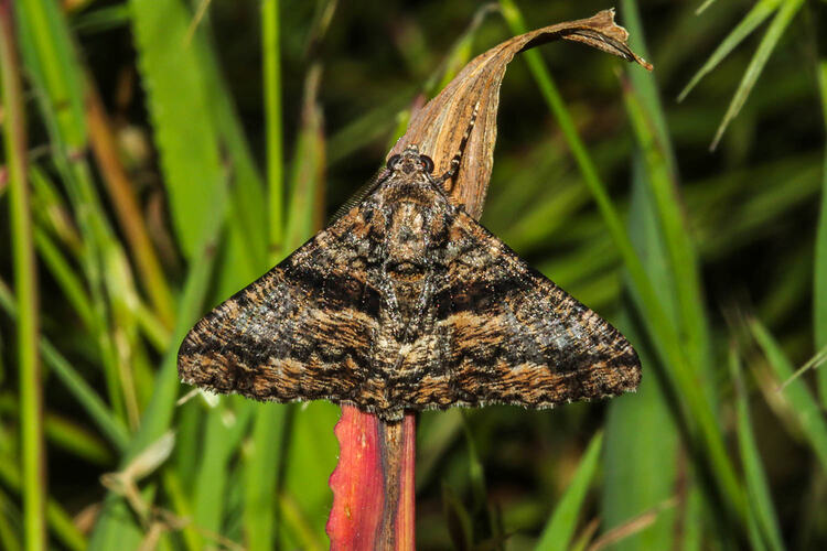 <em>Gastrinodes argoplaca</em>, moth. Murray Explored Bioscan.