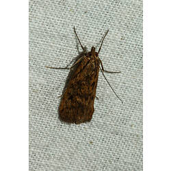 <em>Achyra affinitalis</em>, moth. Murray Explored Bioscan.