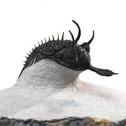 Side view of trilobite with trident-like protrusion at front curled over rock plinth.