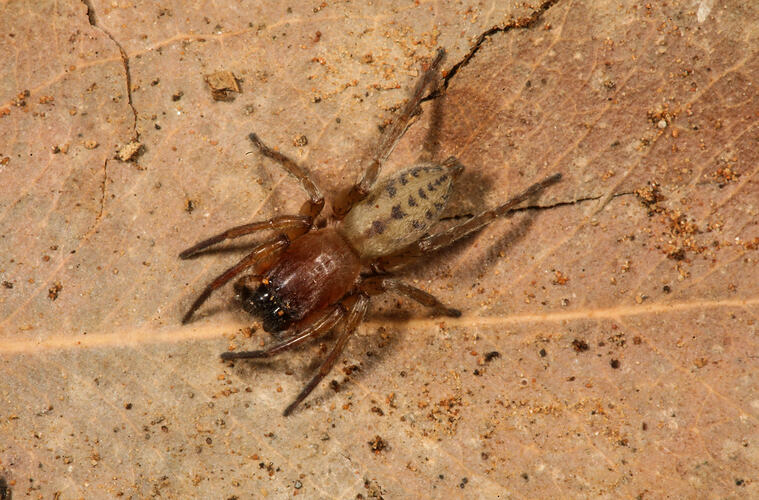 Elongated brown spider on sand.