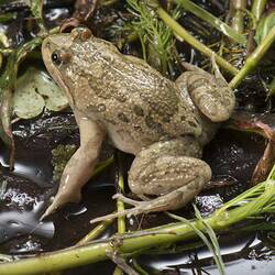 Barking Marsh Frog.