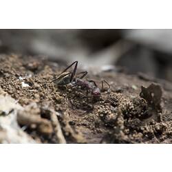 <em>Camponotus</em> sp., carpenter ant. Murray Explored Bioscan.